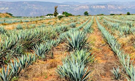 The real question on NAFTA and agriculture